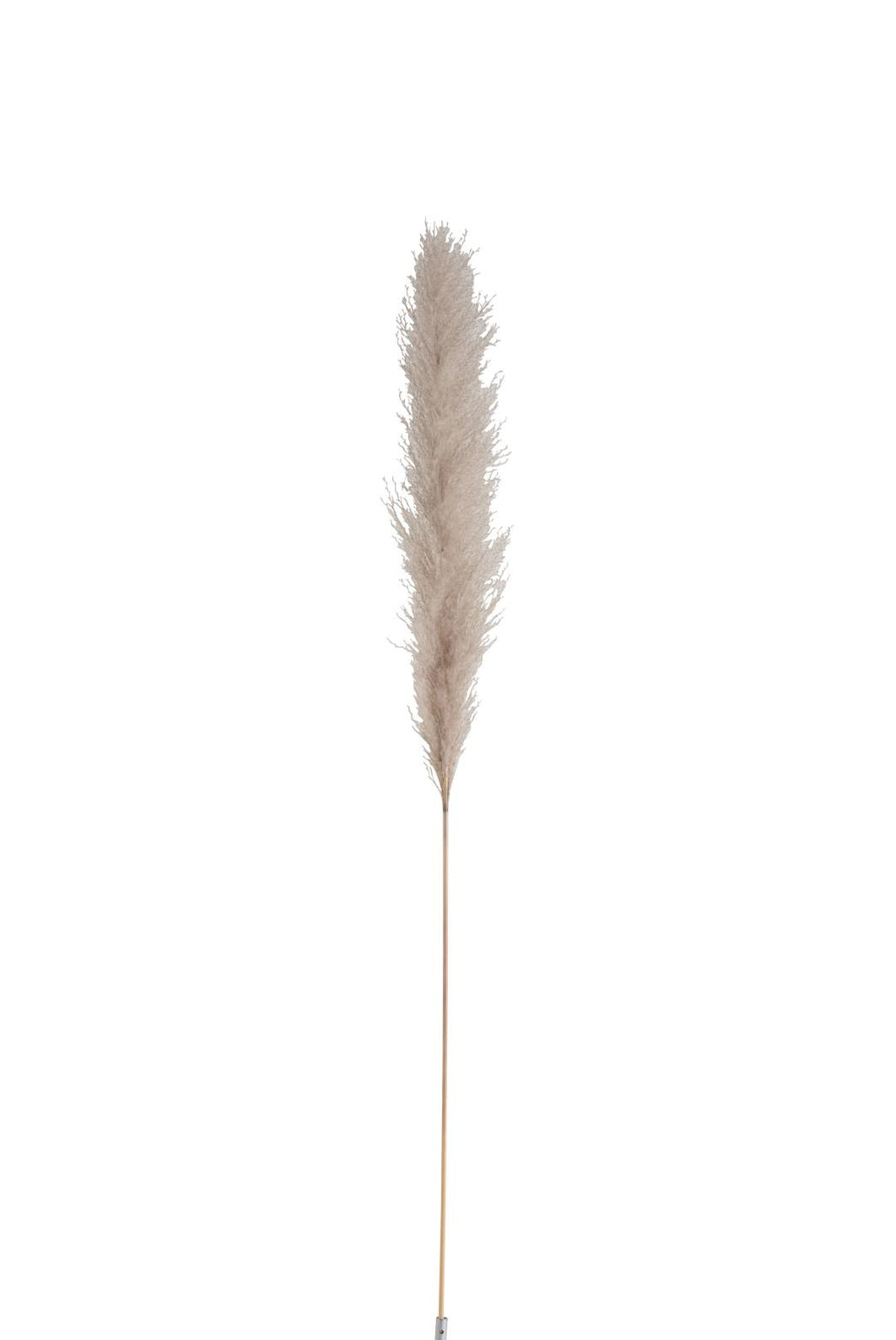 J-Line Pampas gedroogd Medium