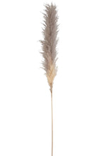 Afbeelding in Gallery-weergave laden, J-Line Pampas gedroogd Large
